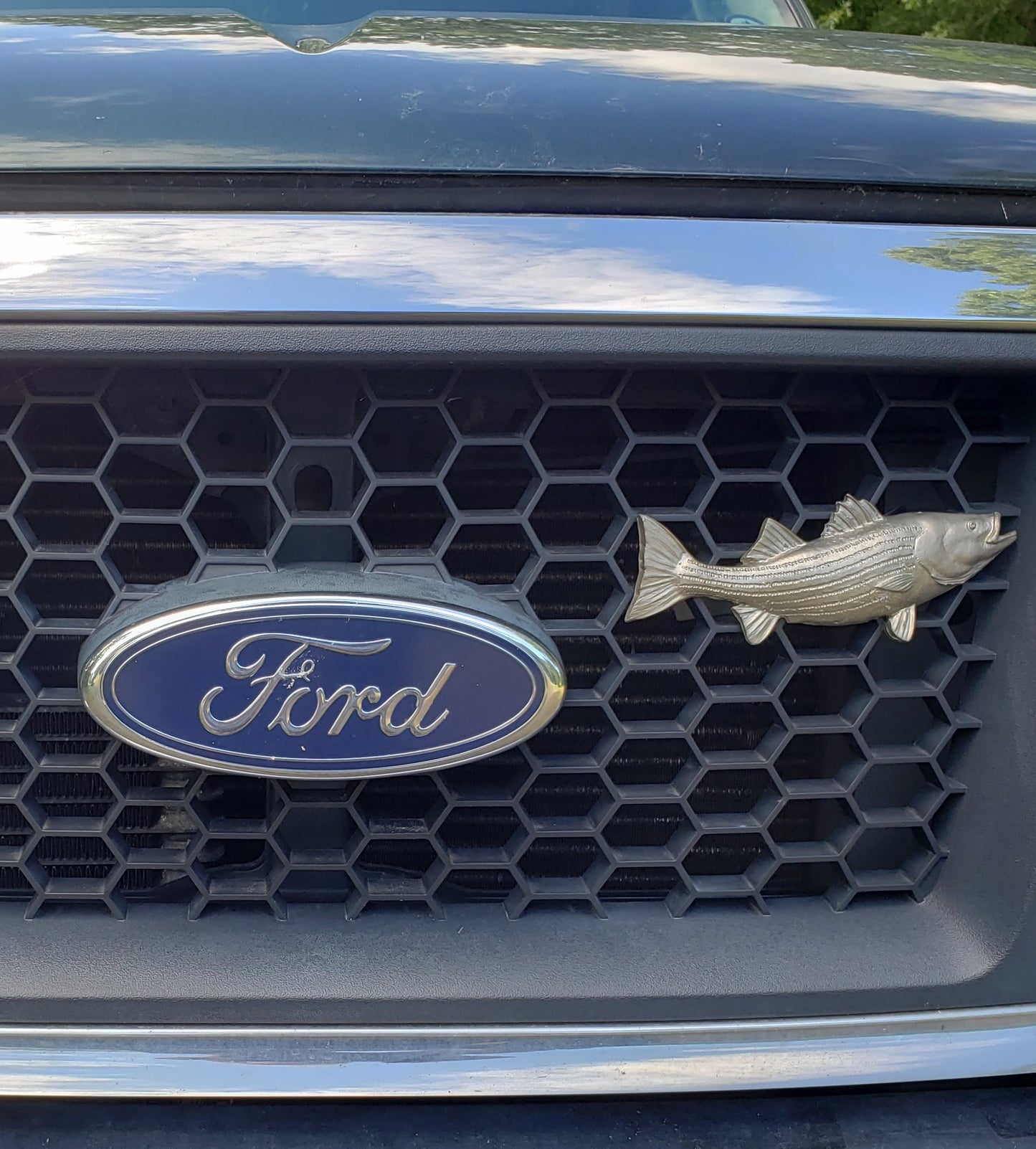 
                  
                    Striped Bass -  Free Shipping
                  
                