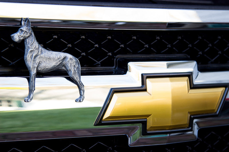 
                  
                    Great Dane -  Free Shipping
                  
                