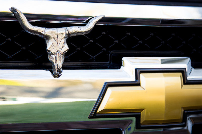 
                  
                    Longhorn Skull -  Free Shipping
                  
                