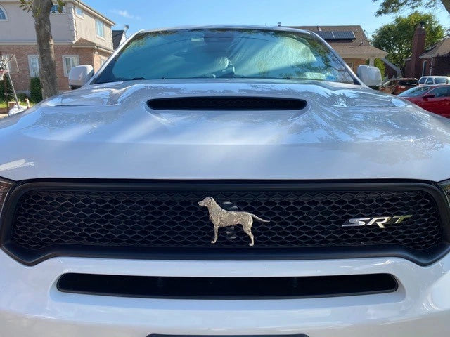 Labrador Retriever Grillie on a white Dodge SRT